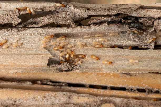 Best Best Pest Control Companies  in Oakton, VA